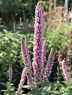 Veronica longifolia 'First Kiss' (1 qt) | First Kiss Speedwell (1 qt)