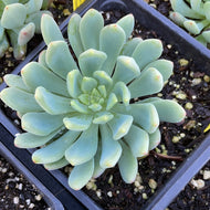 Echeveria 'Blue Elf' (4