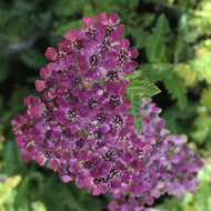 Achillea millefolium 'Rosa Maria' | Rosa Maria Yarrow