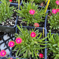 Delosperma 'Jewel of Desert Garnet' (4