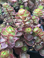 Sedum spurium 'Fuldaglut' (4
