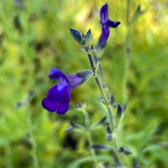 Salvia greggii 'Nuevo Leon' (1 qt) | Nuevo Leon Autumn Sage (1 qt)
