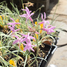 Load image into Gallery viewer, Tulbaghia violacea tricolor (1 qt) | Variegated Society Garlic (1 qt)
