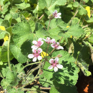 Erodium pelargoniflorum 'Sweetheart' (1 qt) | Heron's Bill (1 qt)