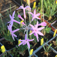 Tulbahgia violacea (1 qt) | Society Garlic (1 qt)