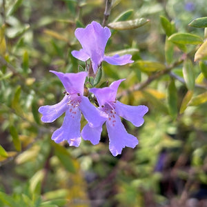 Westringia fruticosa 'Blue Gem' (1 qt) | Blue Gem Coast Rosemary (1 qt)