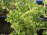 Pelargonium 'Lemon Meringue' (4