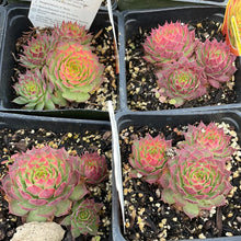 Load image into Gallery viewer, Sempervivum &#39;Gold Nugget&#39; | Chick Charms Gold Nugget Hens &amp; Chicks
