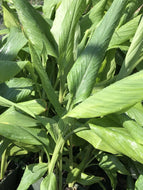 Curcuma Longa (1 qt) | Turmeric (1 qt)