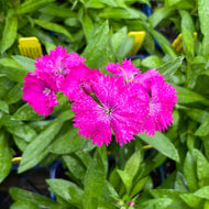 Dianthus 'Telstar Purple' (4