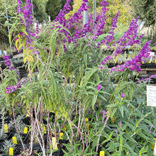 Load image into Gallery viewer, Salvia leucantha &#39;All Purple&#39; (1 qt) | All Purple Mexican Bush Sage (1 qt)

