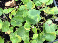 Centella asiatica (4
