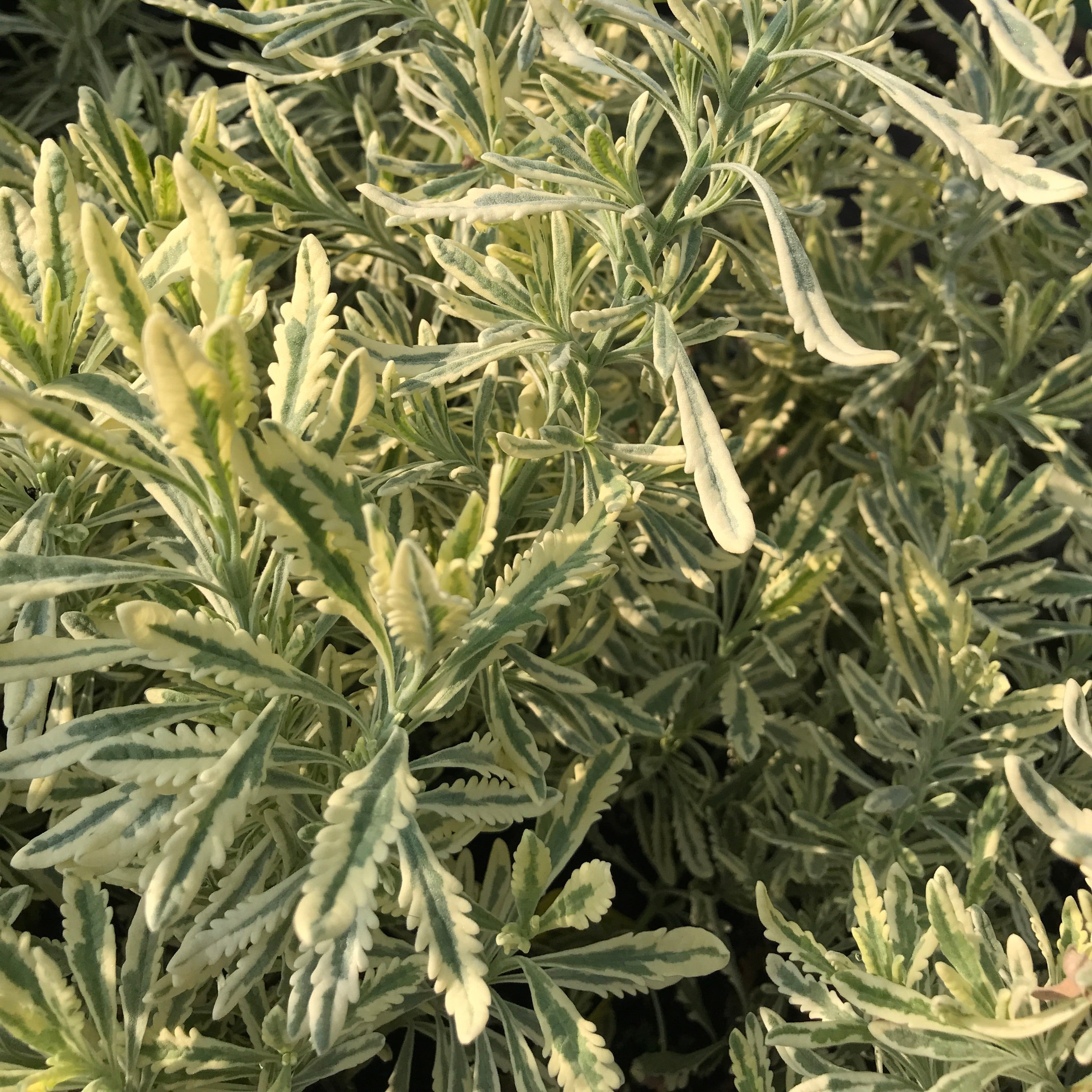 variegated lavender plant Lavandula allardii 'Meerlo' (4")