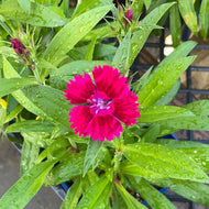 Dianthus 'Telstar Burgundy' (4