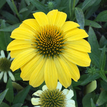 Load image into Gallery viewer, Echinacea x hybrida &#39;Sombrero Lemon Yellow Improved&#39; (1 qt) | Yellow Coneflower (1 qt)
