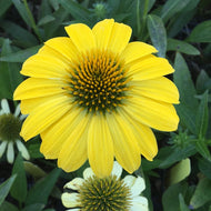 Echinacea x hybrida 'Sombrero Lemon Yellow' (1 qt) | Yellow Coneflower (1 qt)