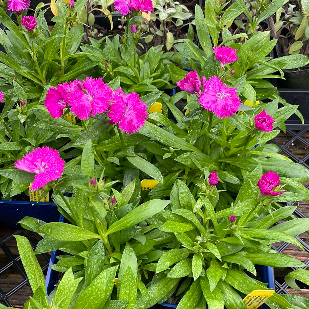 Dianthus 'Telstar Purple' | Telstar Purple Pinks – Morningsun Herb Farm