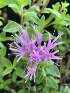 Monardella odoratissima (4