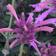 Agastache 'Rosie Posie' (1 qt) | Rosie Posie Anise Hyssop (1 qt)