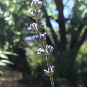 melissa lilac lavender plants Lavandula angustifolia 'Melissa Lilac' (4")