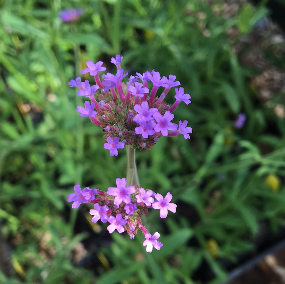 Verbena bonariensis 'Lollipop' (1 qt) | Dwarf Purple Top (1 qt