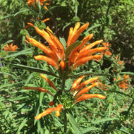 Leonotis leonurus | Lion's Tail