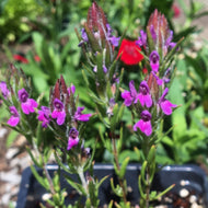 Thymbra spicata (4