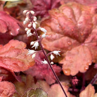 Heuchera 'Fire Alarm' (1 qt) | 'Fire Alarm' Coral Bells (1 qt)