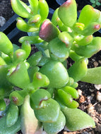 Crassula ovata 'Hobbit' (4