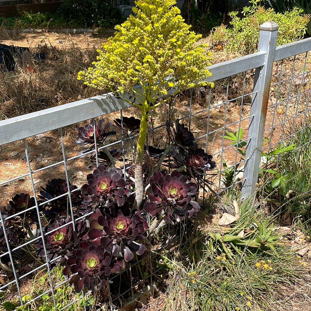 large black succulent Aeonium arboreum 'Zwartkop' (1 qt)| Large Purple Aeonium (1 qt) – Morningsun Herb Farm