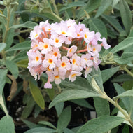 Buddleia 'Flutterby Grande Peach Cobbler' (1 qt) | Peach Cobbler Butterfly Bush (1 qt)