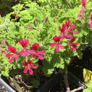 Pelargonium 'Concolor Lace' (4