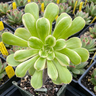 Aeonium arboreum 'Luteovariegatum' (1 qt)| Variegated Aeonium (1 qt)