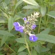 Salvia uliginosa (1 qt) | Bog Sage (1 qt)