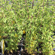 Origanum vulgare cv. (4