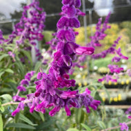 Salvia leucantha 'All Purple' (1 qt) | All Purple Mexican Bush Sage (1 qt)