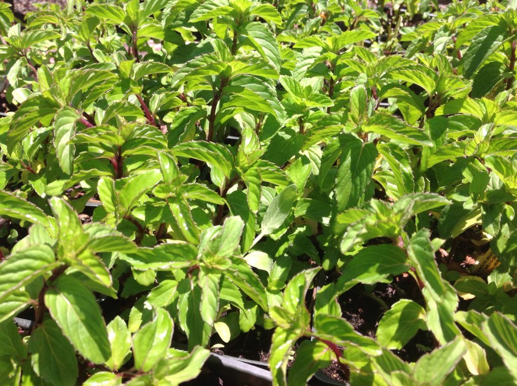 Mentha x piperita 'Basil' (4