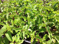 Mentha x piperita 'Basil' (4
