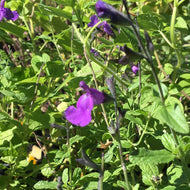 Salvia microphylla 'Heatwave Breeze' (1 qt) | Breeze Sage