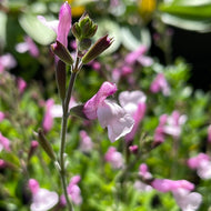 Salvia greggii 'Mirage Pink' (1 qt) | Mirage Pink Autumn Sage (1 qt)