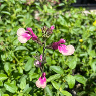 Salvia greggii 'Mirage Rose Bicolor' (1 qt) | Rose Bicolor Autumn Sage (1 qt)
