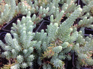 Sedum reflexum 'Blue Spruce' (4