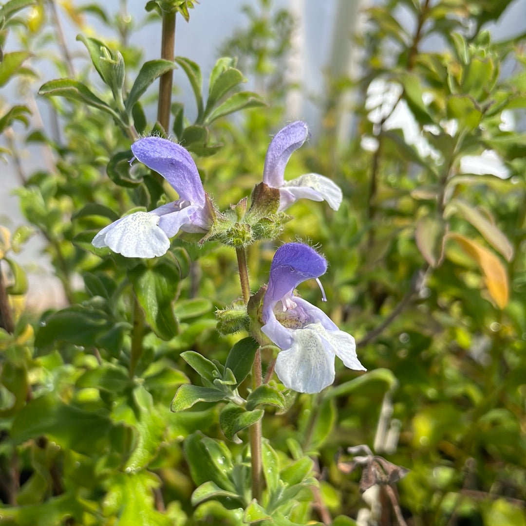 Salvia africana caerula (1 qt)