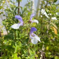 Salvia africana caerula (1 qt) | African Sage (1 qt)