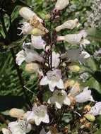 Penstemon 'Dark Towers' (1 qt) | Dark Towers Hybrid Beardtongue (1 qt)