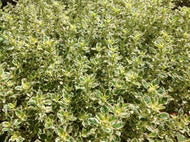 Origanum vulgare 'White Anniversary' (4