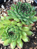 Sempervivum 'Reinhard' (4