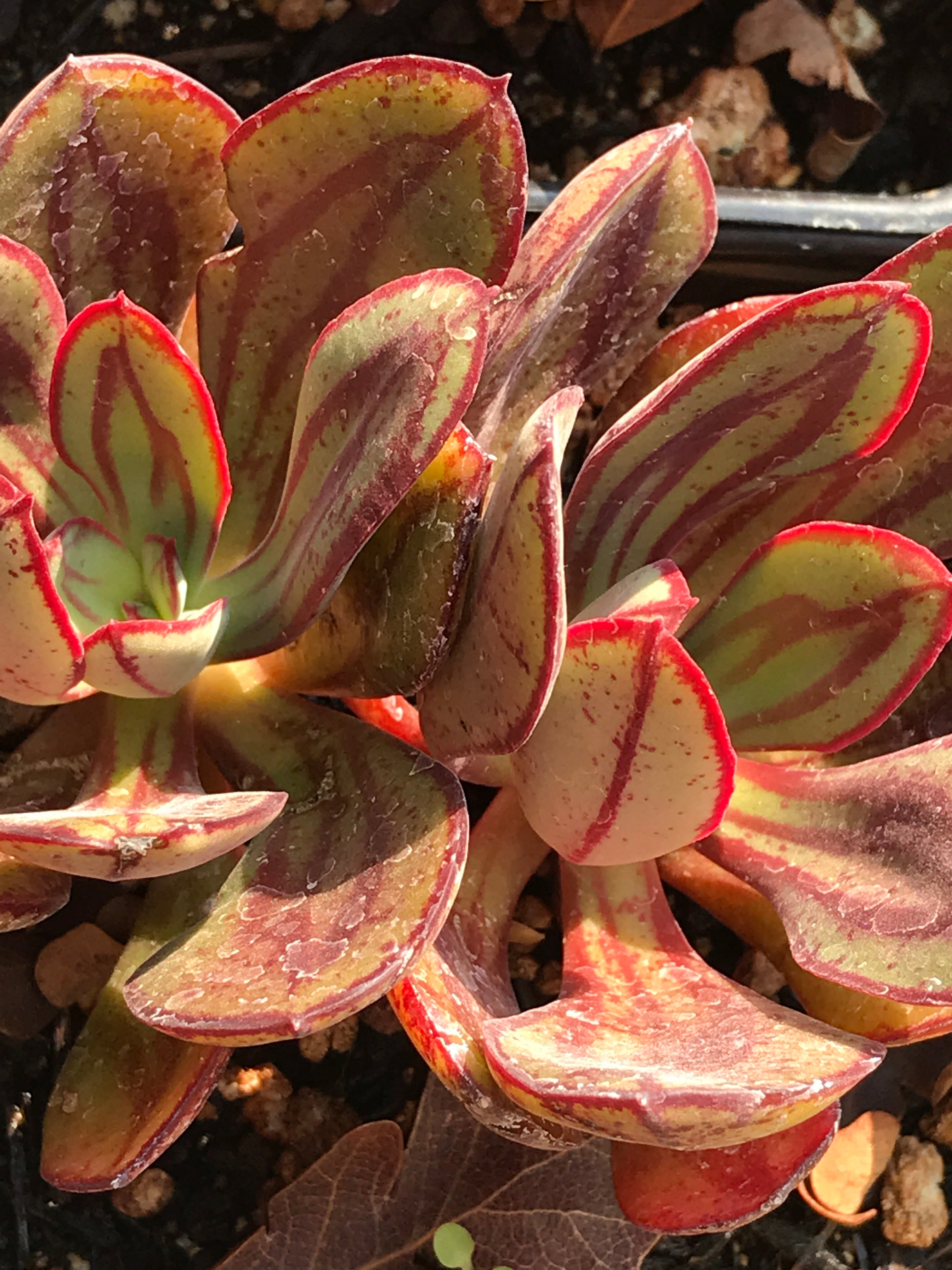 echeveria nodulosa succulent Echeveria nodulosa (4")