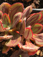 Echeveria nodulosa (4