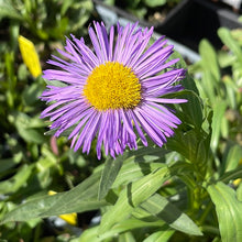 Load image into Gallery viewer, Aster novae-angliae | New England Aster
